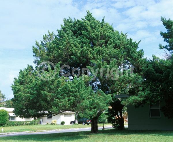 Unknown blooms; Evergreen; North American Native