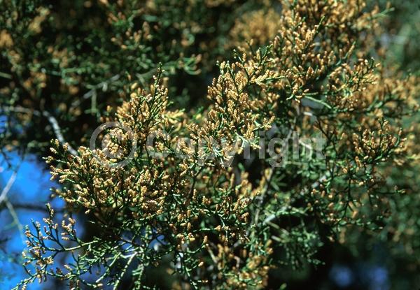 Unknown blooms; Evergreen; North American Native