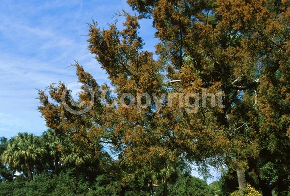 Unknown blooms; Evergreen; North American Native