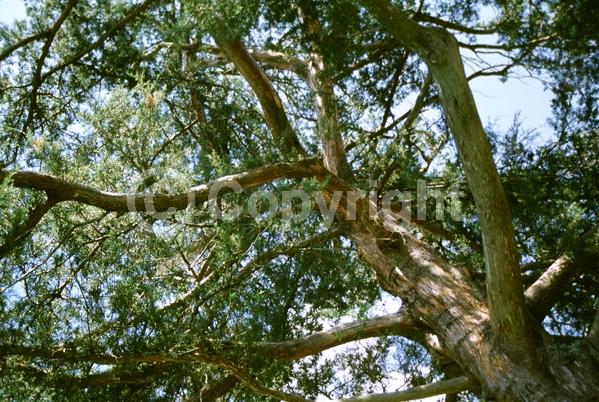 Unknown blooms; Evergreen; North American Native