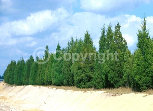 Unknown blooms; Evergreen; North American Native