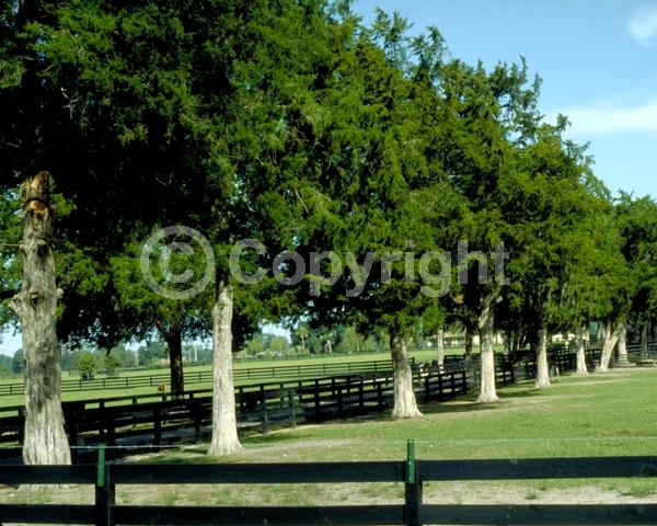 Unknown blooms; Evergreen; North American Native