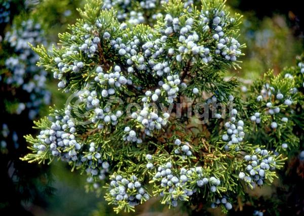 Yellow blooms; Green blooms; Evergreen; North American Native