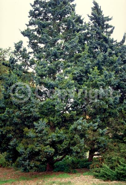Yellow blooms; Green blooms; Evergreen; North American Native