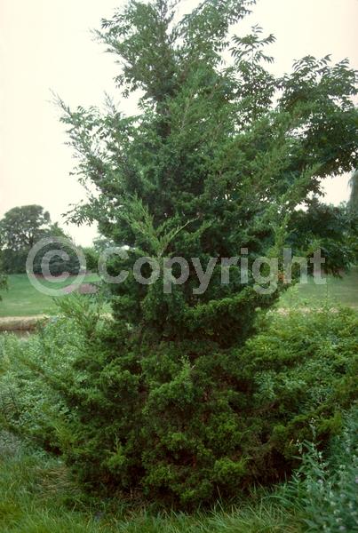 Yellow blooms; Green blooms; Evergreen; North American Native