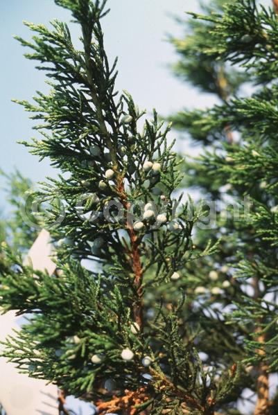 Yellow blooms; Green blooms; Evergreen; North American Native