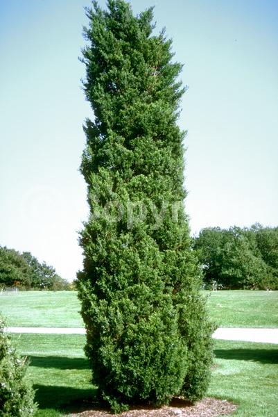 Yellow blooms; Green blooms; Evergreen; North American Native