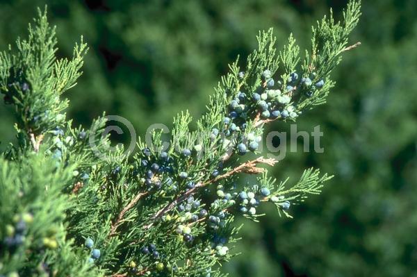 Yellow blooms; Green blooms; Evergreen; North American Native