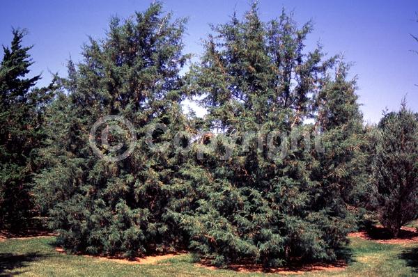 Yellow blooms; Green blooms; Evergreen; North American Native