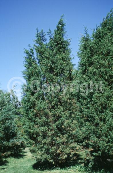 Yellow blooms; Green blooms; Evergreen; North American Native
