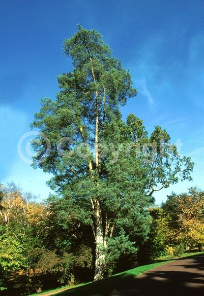 Yellow blooms; Green blooms; Evergreen; North American Native