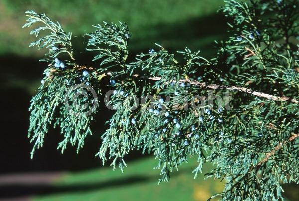Yellow blooms; Green blooms; Evergreen; North American Native