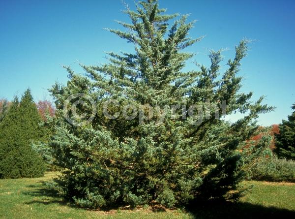 Yellow blooms; Green blooms; Evergreen; North American Native