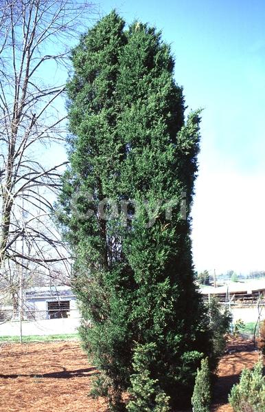 Yellow blooms; Green blooms; Evergreen; North American Native