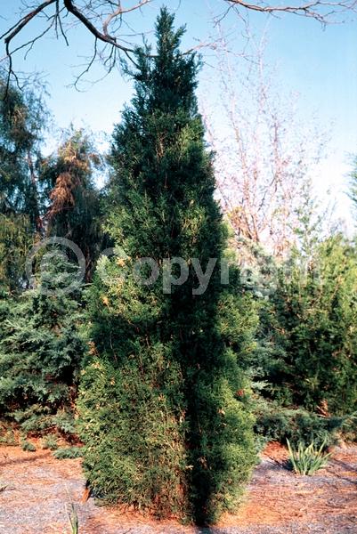 Yellow blooms; Green blooms; Evergreen; North American Native