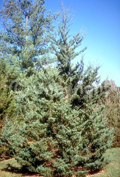 Yellow blooms; Green blooms; Evergreen; North American Native