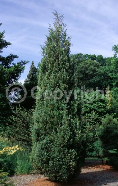 Yellow blooms; Green blooms; Evergreen; North American Native