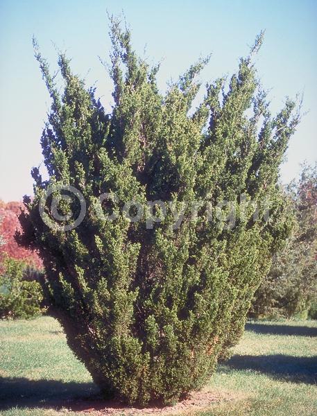 Yellow blooms; Green blooms; Evergreen; North American Native