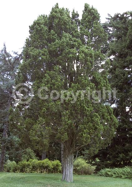 Yellow blooms; Green blooms; Evergreen; North American Native