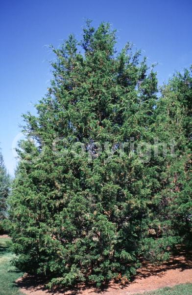 Yellow blooms; Green blooms; Evergreen; North American Native