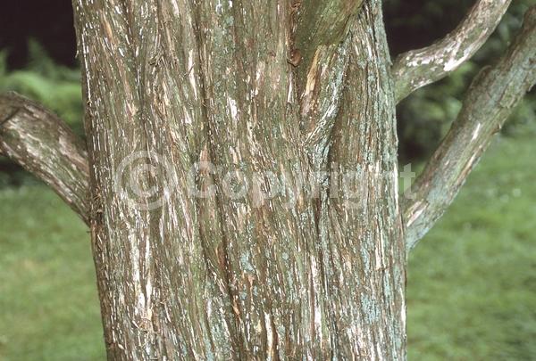 Yellow blooms; Green blooms; Evergreen; North American Native