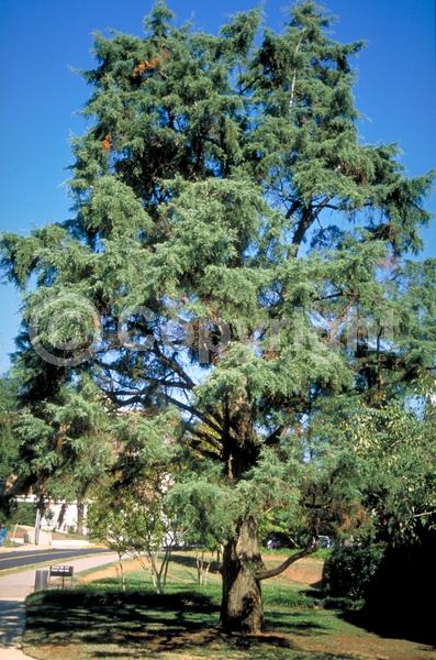 Yellow blooms; Green blooms; Evergreen; North American Native