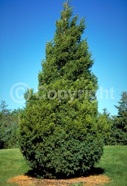 Yellow blooms; Green blooms; Evergreen; North American Native