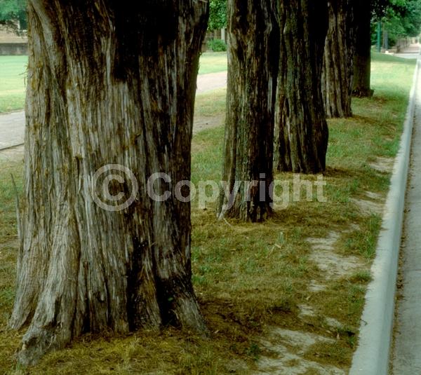 Yellow blooms; Green blooms; Evergreen; North American Native