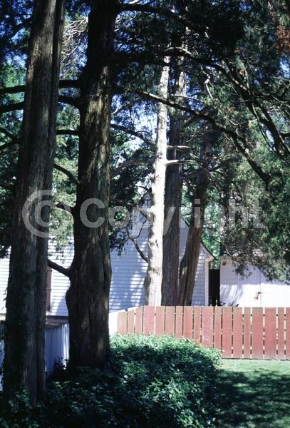 Yellow blooms; Green blooms; Evergreen; North American Native