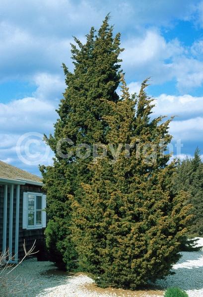 Yellow blooms; Green blooms; Evergreen; North American Native