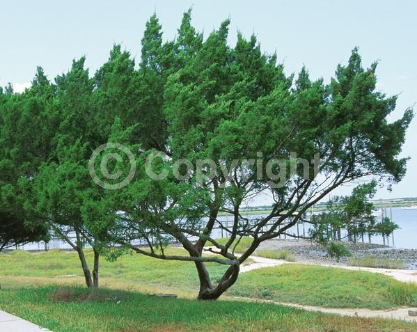 Yellow blooms; Green blooms; Evergreen; North American Native