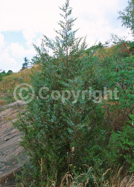 Yellow blooms; Green blooms; Evergreen; North American Native