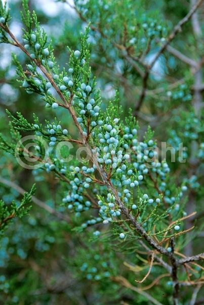 Yellow blooms; Green blooms; Evergreen; North American Native