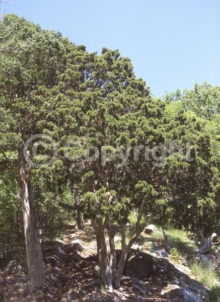 Yellow blooms; Green blooms; Evergreen; North American Native