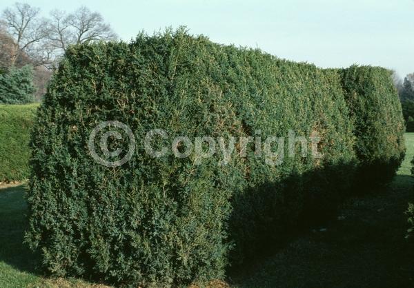 Yellow blooms; Green blooms; Evergreen; North American Native