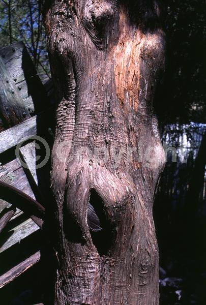 Yellow blooms; Green blooms; Evergreen; North American Native