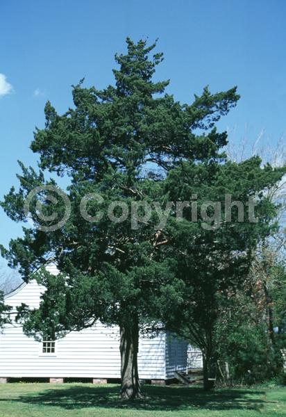 Yellow blooms; Green blooms; Evergreen; North American Native