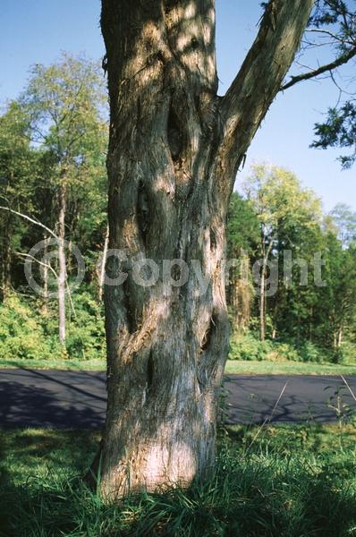 Yellow blooms; Green blooms; Evergreen; North American Native