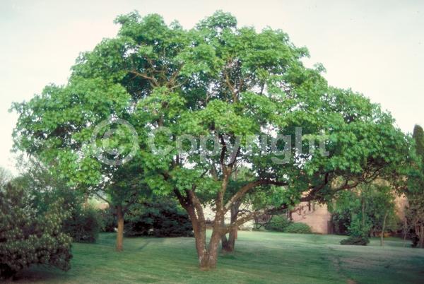 White blooms; Deciduous; Broadleaf