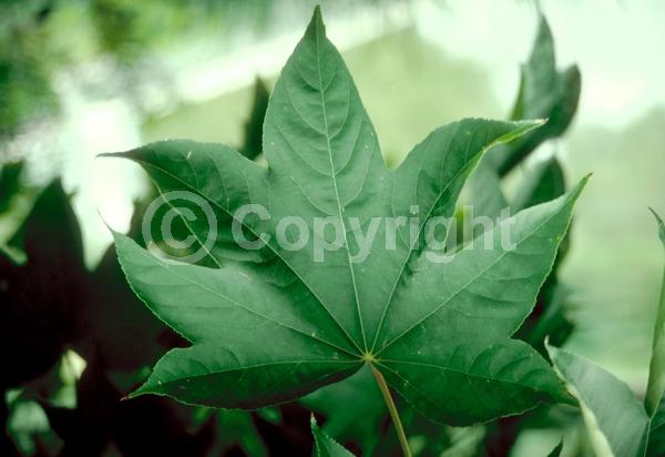 White blooms; Deciduous; Broadleaf