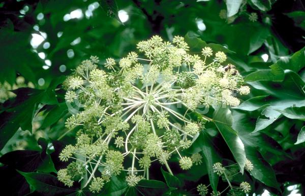 White blooms; Deciduous; Broadleaf