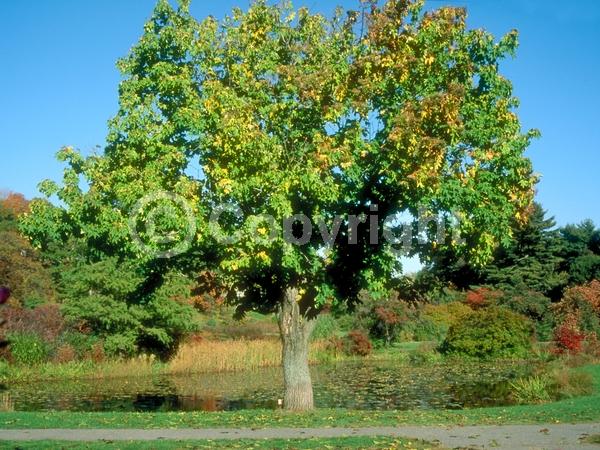 White blooms; Deciduous; Broadleaf
