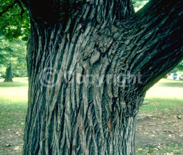White blooms; Deciduous; Broadleaf