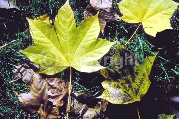 White blooms; Deciduous; Broadleaf