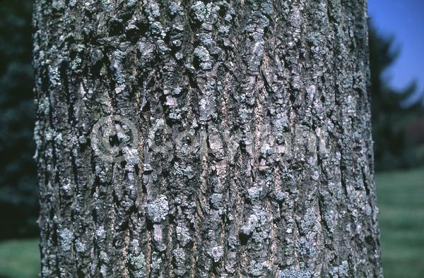White blooms; Deciduous; Broadleaf