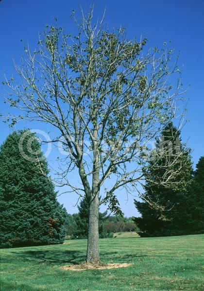 White blooms; Deciduous; Broadleaf