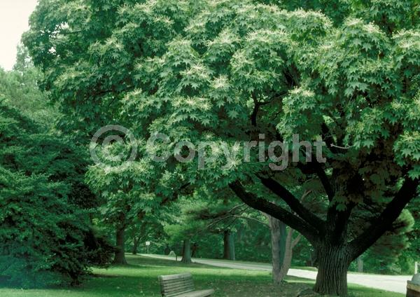 White blooms; Deciduous; Broadleaf