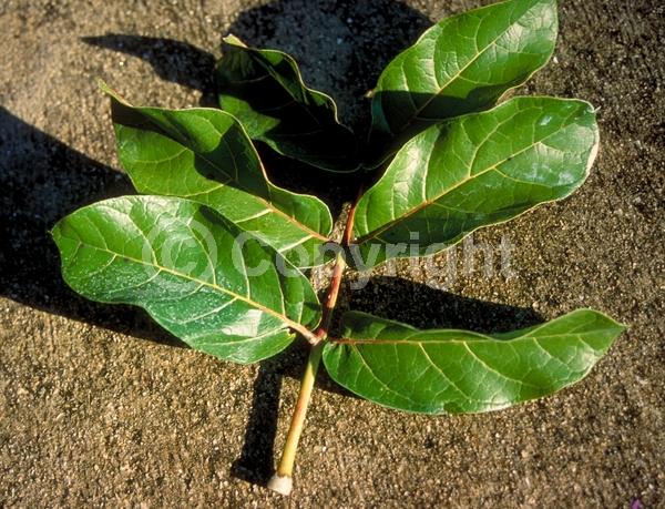 Red blooms; Evergreen; Needles or needle-like leaf