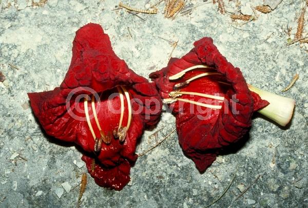 Red blooms; Evergreen; Needles or needle-like leaf