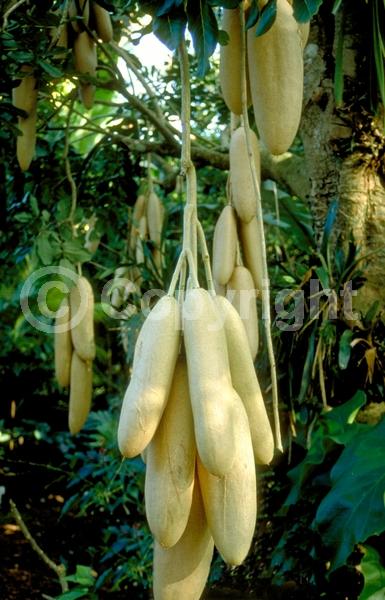 Red blooms; Evergreen; Needles or needle-like leaf
